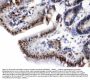 Anti-Visfatin/NAMPT Antibody Picoband®