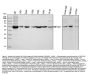 Anti-Visfatin/NAMPT Antibody Picoband®