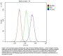 Anti-ACAA2 Antibody Picoband®