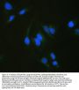 Anti-ALDH7A1 Antibody Picoband®