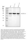Anti-ALDH7A1 Antibody Picoband®
