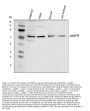 Anti-AMFR Antibody Picoband®