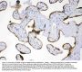 Anti-AMFR Antibody Picoband®