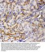 Anti-AMFR Antibody Picoband®