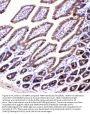 Anti-AMFR Antibody Picoband®