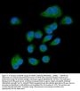 Anti-AMFR Antibody Picoband®