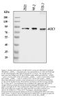 Anti-ABP1/AOC1 Antibody Picoband®