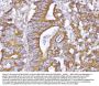 Anti-ABP1/AOC1 Antibody Picoband®