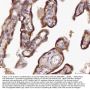 Anti-ABP1/AOC1 Antibody Picoband®