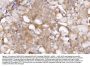 Anti-ABP1/AOC1 Antibody Picoband®