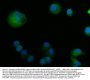Anti-ABP1/AOC1 Antibody Picoband®