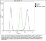 Anti-ARHGEF1 Antibody Picoband®