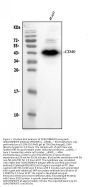Anti-CD40 Antibody Picoband®