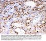 Anti-Cytochrome P450 3A4/CYP3A4 Antibody Picoband®
