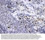 Anti-Neutrophil Elastase/ELANE Antibody Picoband®