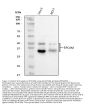 Anti-EpCAM Antibody Picoband®