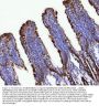 Anti-Fgf19(Fgf15) Antibody