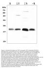 Anti-FGF21 Antibody Picoband®