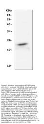 Anti-FGF21 Antibody Picoband®