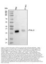 Anti-FHL3 Antibody Picoband®