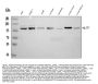 Anti-HLTF Antibody Picoband®