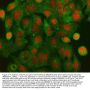 Anti-HLTF Antibody Picoband®