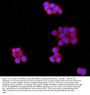 Anti-MPP1 Antibody Picoband®