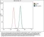 Anti-MPP1 Antibody Picoband®