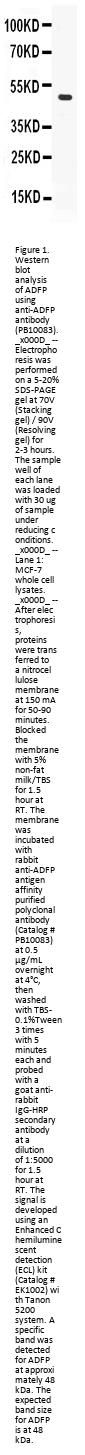 Anti-ADFP/PLIN2 Antibody Picoband®