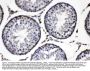 Anti-ADFP/PLIN2 Antibody Picoband®