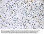 Anti-ADFP/PLIN2 Antibody Picoband®