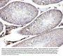 Anti-ADFP/PLIN2 Antibody Picoband®
