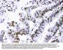 Anti-PML Protein Antibody Picoband®
