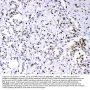 Anti-PML Protein Antibody Picoband®