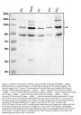 Anti-PML Protein Antibody Picoband®