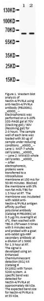 Anti-PVRL4/NECTIN4 Antibody Picoband®