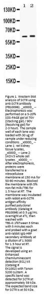 Anti-SCTR Antibody Picoband®