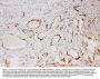 Anti-Adiponectin/ADIPOQ Antibody Picoband®