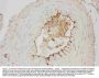 Anti-Adiponectin/ADIPOQ Antibody Picoband®