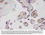 Anti-Adiponectin/ADIPOQ Antibody Picoband®