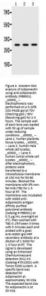 Anti-Adiponectin/ADIPOQ Antibody Picoband®