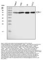 Anti-COX1/Cyclooxygenase 1/PTGS1 Antibody Picoband®