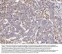 Anti-COX1/Cyclooxygenase 1/PTGS1 Antibody Picoband®