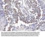 Anti-COX1/Cyclooxygenase 1/PTGS1 Antibody Picoband®