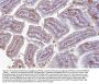 Anti-COX1/Cyclooxygenase 1/PTGS1 Antibody Picoband®