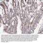 Anti-COX1/Cyclooxygenase 1/PTGS1 Antibody Picoband®