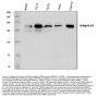 Anti-Integrin beta 4/ITGB4 Antibody Picoband®