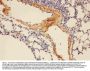 Anti-Adiponectin/ADIPOQ Antibody Picoband®