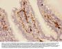 Anti-Adiponectin/ADIPOQ Antibody Picoband®