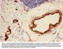 Anti-Adiponectin/ADIPOQ Antibody Picoband®